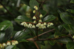 Elaeocarpus serratus